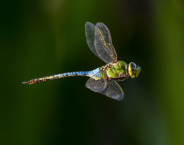 Green Darner Dragonfly  (Anax junius) in flight at Green Cay.