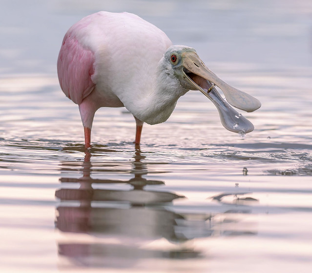Spoonbill snacking on tadpole, Fort de Soto.