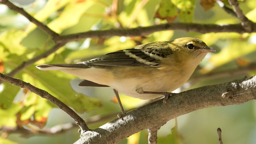 Bay-breasted_Warbler_4069oe