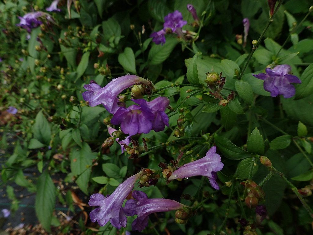 Strobilanthes penstemonoides