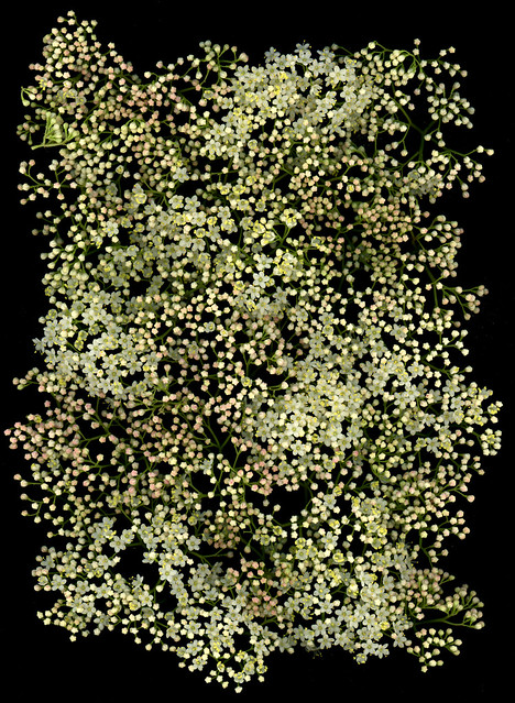 62566.01 Viburnum prunifolium