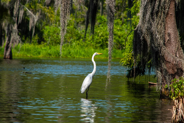 Egret in the Water