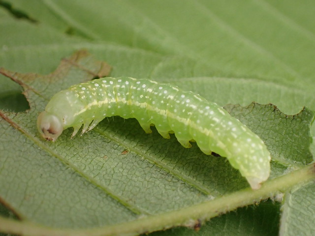 Lithophane joannis_buckeye pinion moth_caterpillar_08