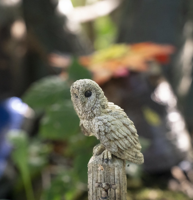 Owl (Explored 28/09/22)
