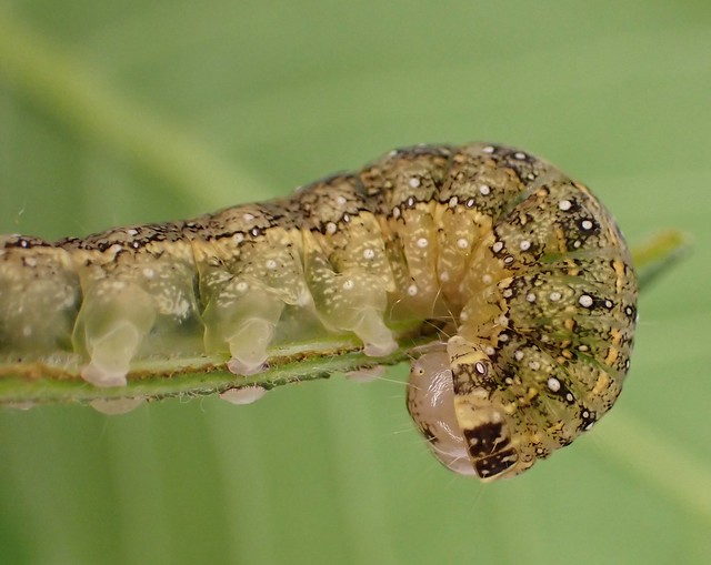 Lithophane joannis_buckeye pinion moth_caterpillar_12