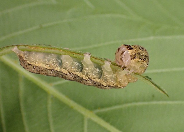 Lithophane joannis_buckeye pinion moth_caterpillar_10
