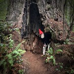 Enchanted Forest Redwood National Park...Ladybird Johnson Trail