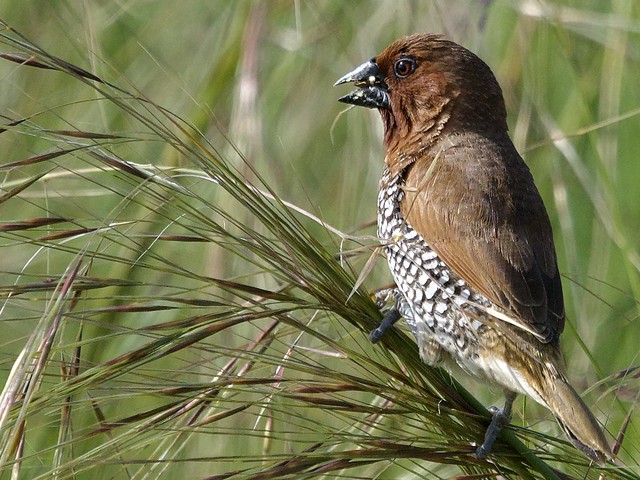 Scaly-Breasted Munia Eating Grass Seeds