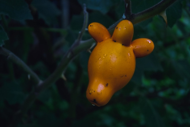 Solanum mammosum,  nipplefruit
