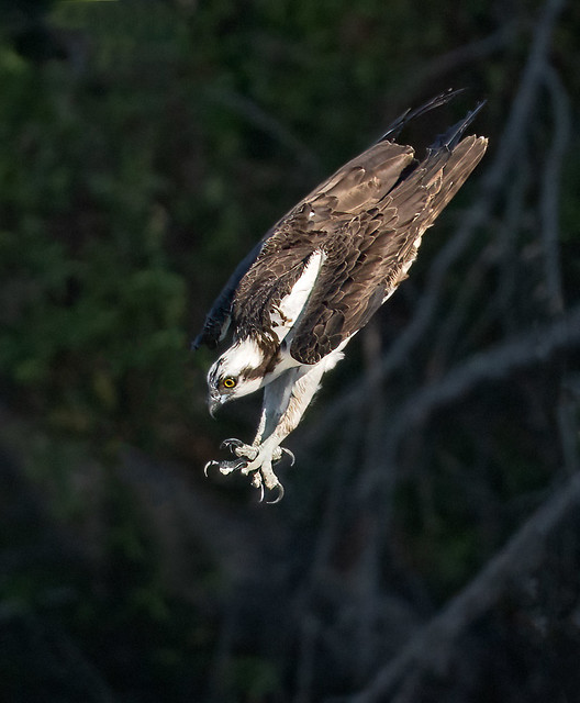 Osprey on a mission