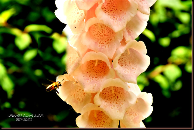 FOXGLOVE  (Digitalis Dalmatian Peach