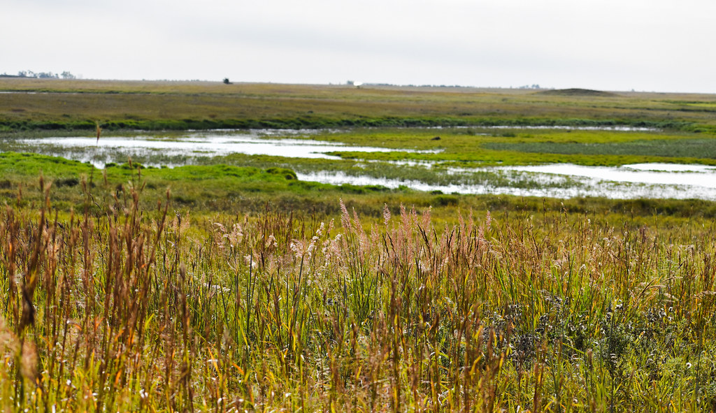 A wetland in the distance with grassy vegetation in the foreground