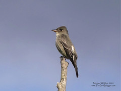 Olive-sided Flycatcher - Swaneset Bay Resort, BC