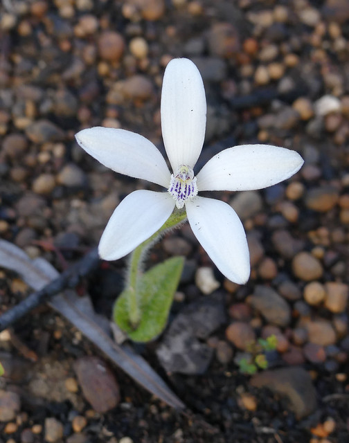White China Orchid - Cyanicula ixioides subsp. candida