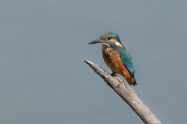 Blauet comu - Martin pescador comun - Common kingfisher - Martin-pecheur d'Europe - Alcedo atthis