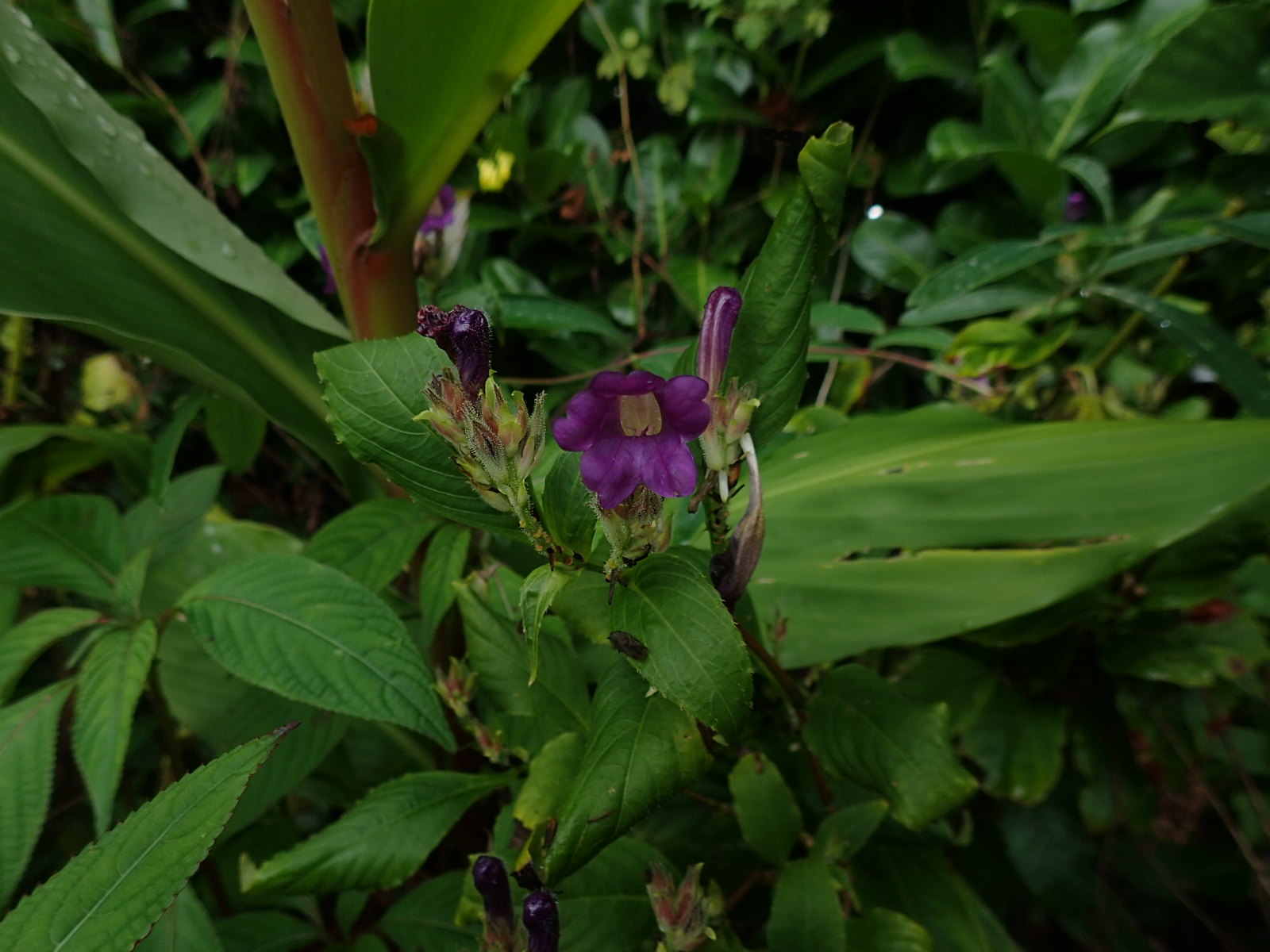 Strobilanthes angustifrons