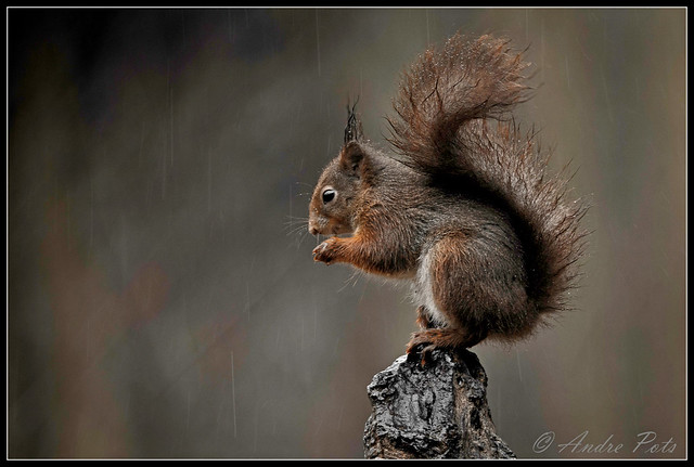 Squirrel eating quietly in the rain...