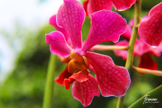 Capture a Pink Orchid