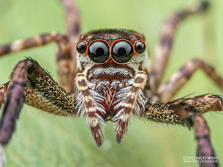 Jumping spider (Gelotia sp.) - P8288498