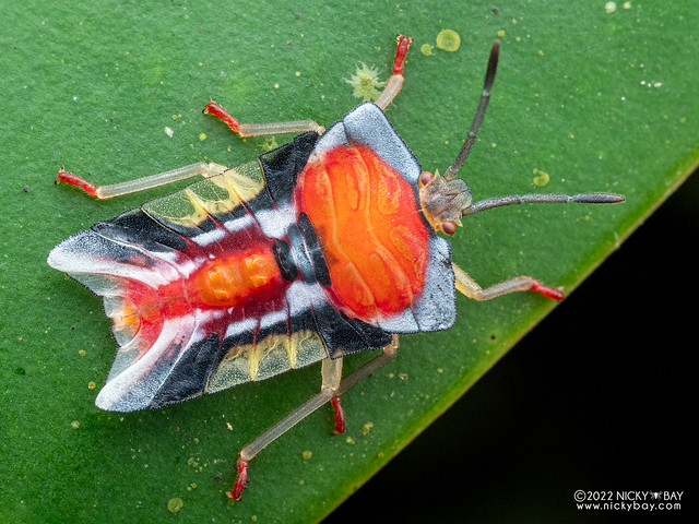 Giant shield bug nymph (Tessaratoma sp.) - P8288300