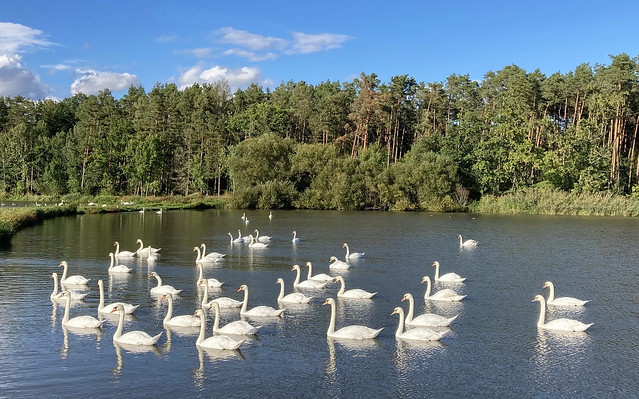 Ballet Swan Lake