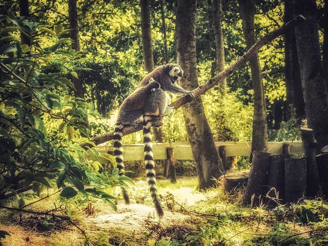 Praying lemur