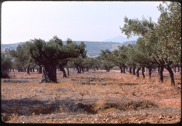 Olive trees-1  Attica, Greece October 1975
