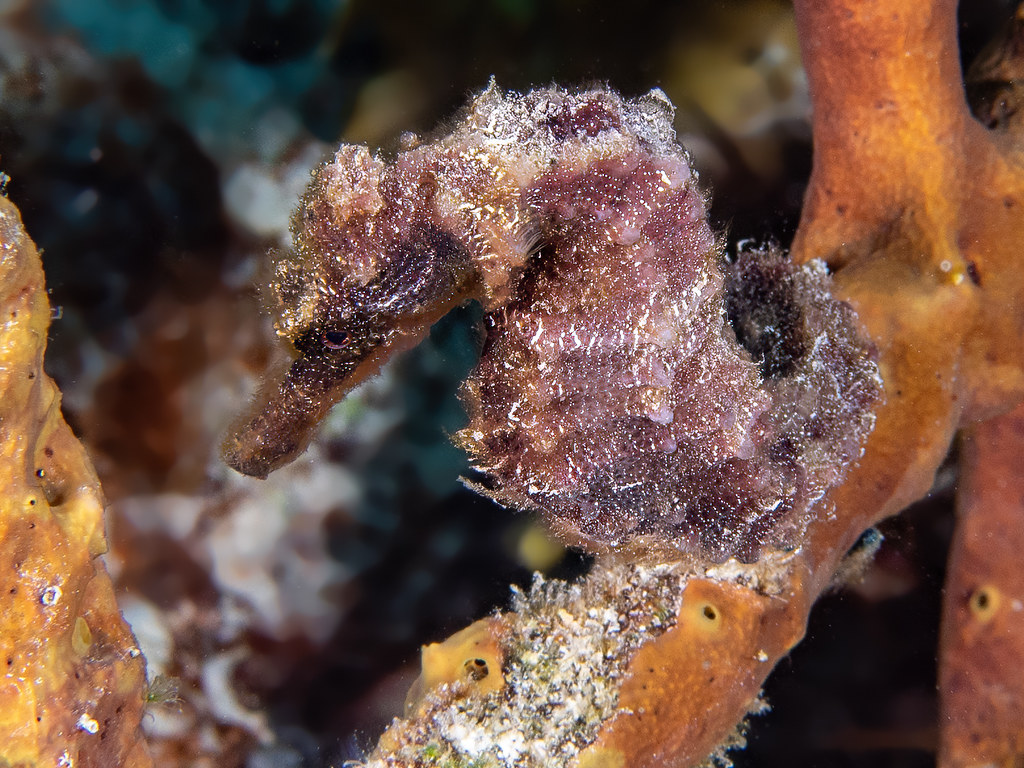 Sea Horse | OLYMPUS DIGITAL CAMERA | Chris Niedermayer | Flickr