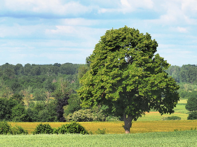 Baum in der Landschaft - tree in the landscape