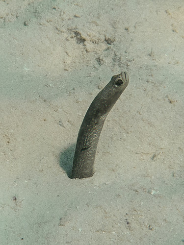 Garden Eel | OLYMPUS DIGITAL CAMERA | Chris Niedermayer | Flickr