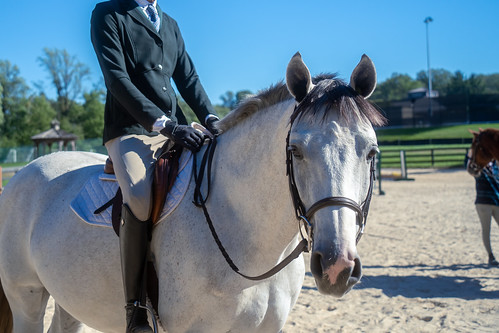 Equestrian in house horse show Sept 2022-12