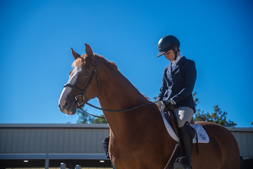 Equestrian in house horse show Sept 2022-10