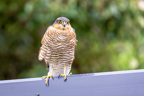 Young Sparrowhawk