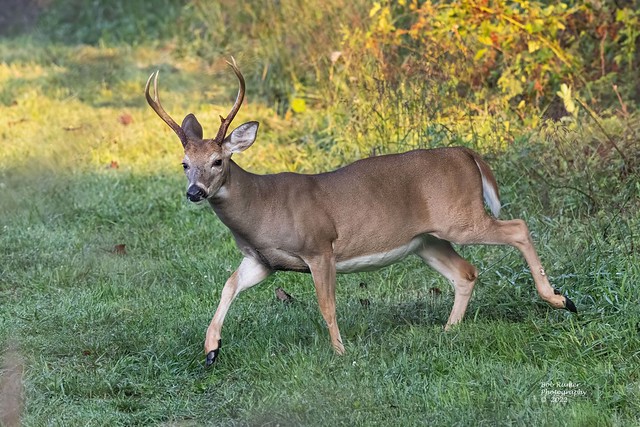 White-tailed Buck Deer.