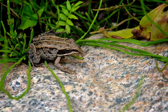 Wood Frog [Lithobates sylvaticus]