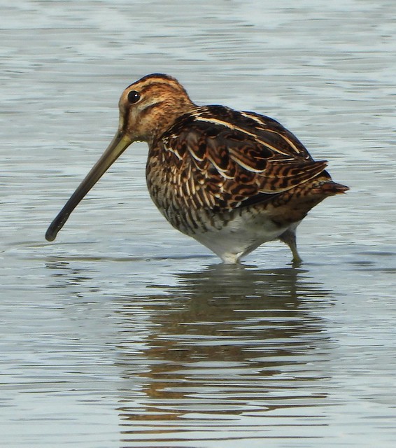 Common Snipe with mud on bill.