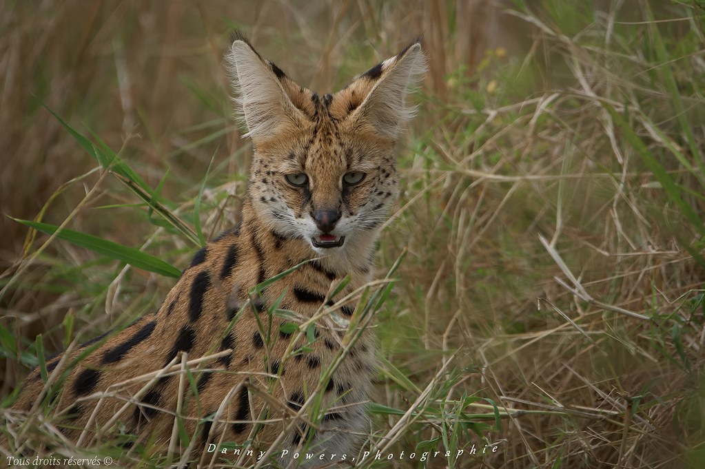 Serval ,, Serengeti National Park ,,,  Serval , Parc National du Serengeti