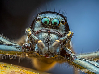 Jumping spider (Hyllus keratodes) - P8288004