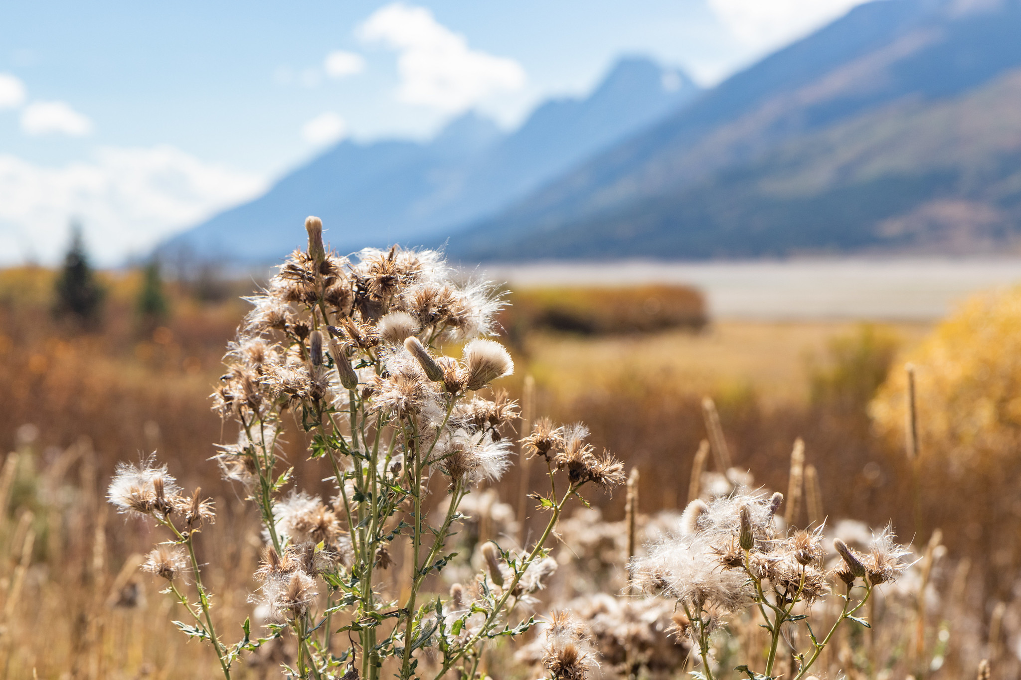 Des fleurs séchées au parc national de Grand Teton