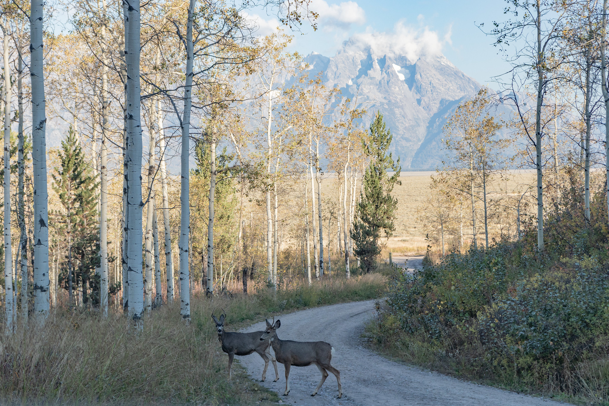 Des biches traversent la piste au parc national de Grand Teton