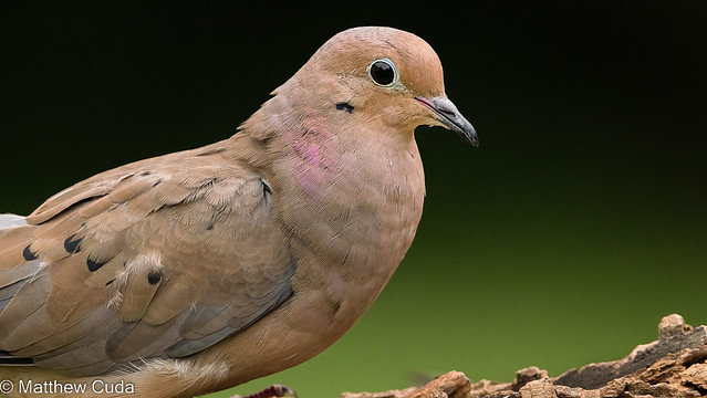Closeup of a Male Mourning Dove