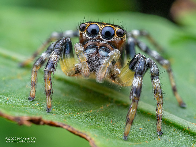 Jumping spider (Colyttus striatus) - P8288585
