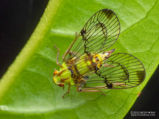 Planthopper (Paricana dilatipennis) - P8288316