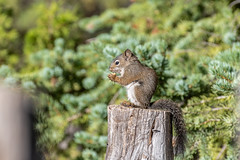 Écureuil Roux Américain – American Red Squirrel – Tamiasciurus hudsonincus