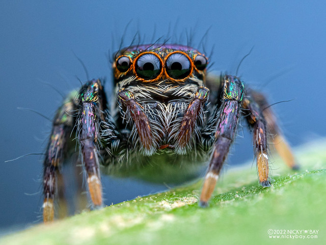 Jumping spider (Carrhotus sp.) - P8288225