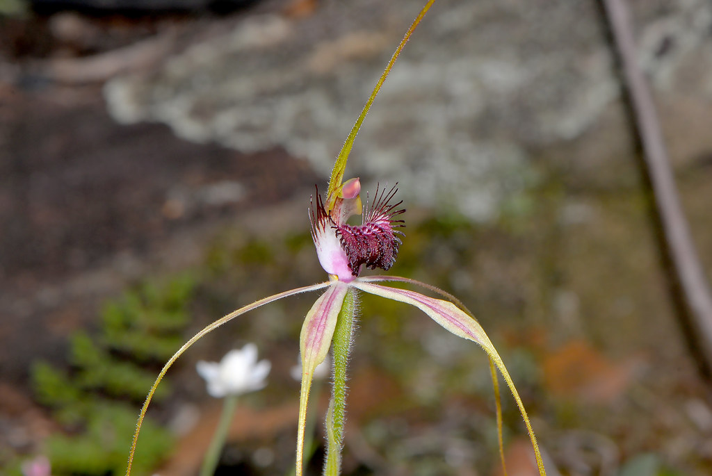 Caladenia loreus