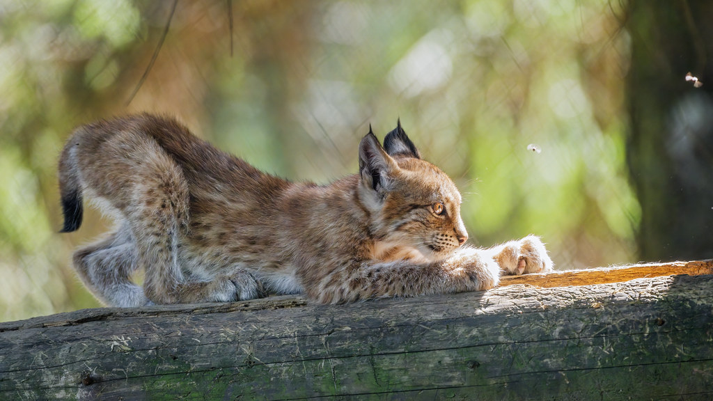Young lynx scatching the log