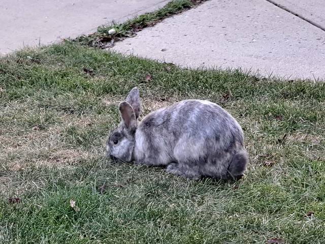 SIGHTING grey and white rabbit in #Evanston. Pls rt & share in case someone is missing their bunny STRAY RABBITS IN CALGARY INFO: https://bit.ly/35Grhy6 ***additional photo in comments**** Did anyone lose a Grey and White striped bunny in Evenston...seen
