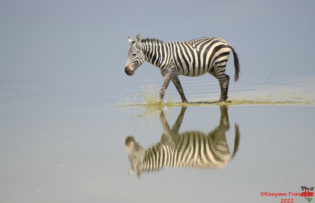 Zebra in reflection