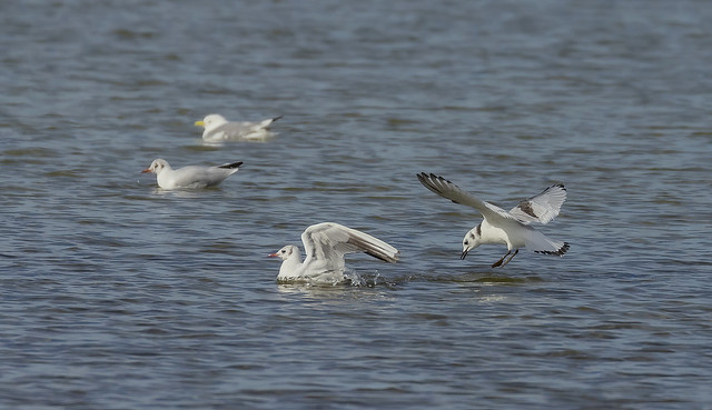 Black-headed gulls / Hettumáfar (Chroicocephalus ridibundus) and Black-legged Kittiwakes / Ritur (Rissa tridactyla)